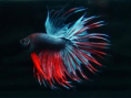 /album/fotogaleria/untitledbbb-png/
